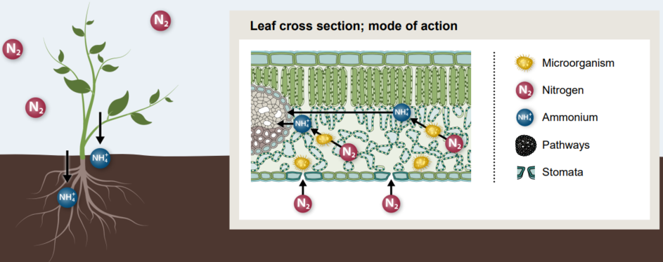 Understanding the mode of action: Fixation of nitrogen in leaves