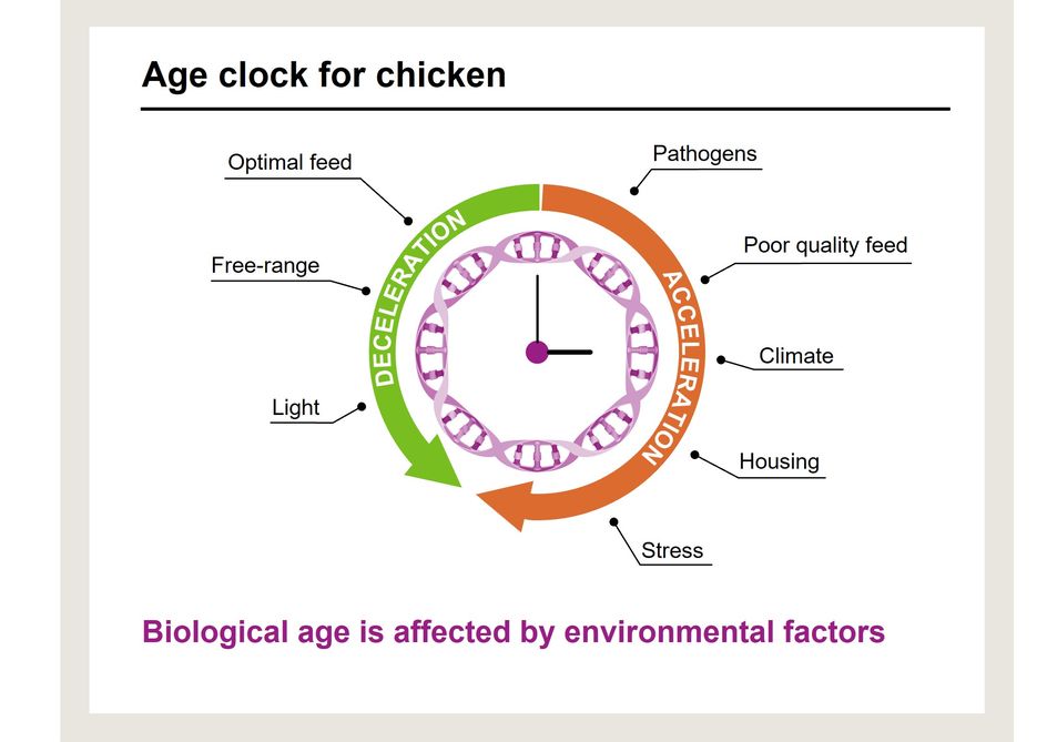 Age clock for chicken